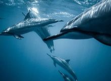 开云：把云端带进生活的美学与信任